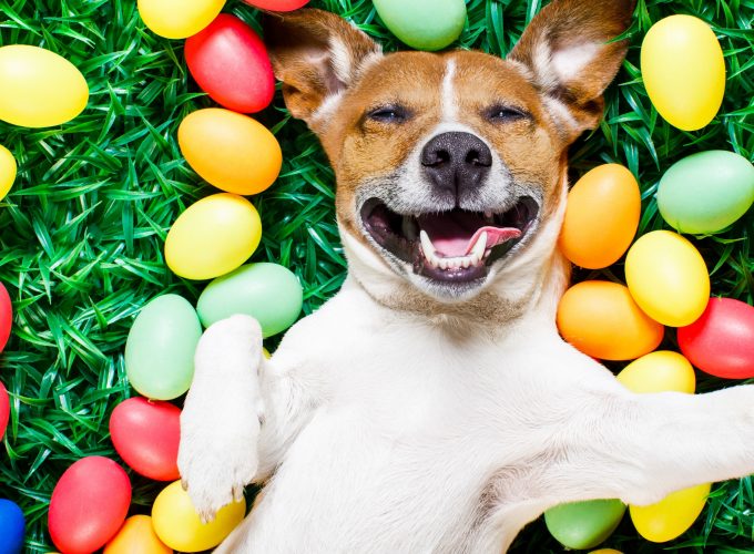 Wallpaper Easter, eggs, dog, 5k, Holidays 340241985